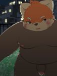  2019 ailurid anthro balls belly blush cum detailed_background humanoid_penis male mammal moobs night nipples outside overweight overweight_male penis red_panda rivivial solo 