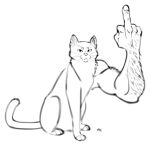  2019 domestic_cat felid feline felis feral gesture kobi_lacroix looking_at_viewer mammal middle_finger reaction_image sitting what 