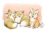  ambiguous_gender black_eyes black_fur canid canine canis dipstick_tail domestic_dog ear_tuft eyes_closed feral fox front_view fur looking_at_viewer mammal multicolored_tail orange_fur pink_tongue rear_view shiba_inu spitz tan_fur taoi tongue tongue_out tuft yellow_eyes 