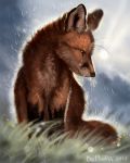  2019 ambiguous_gender black_nose brown_fur canid canine day detailed_background digital_media_(artwork) feral flashw fox fur grass mammal outside raining solo whiskers 