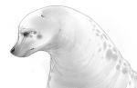  bust_portrait digital_media_(artwork) enookie feral greyscale mammal marine monochrome pinniped portrait realistic seal simple_background solo whiskers white_background 