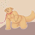  1:1 all_fours anthro bfkitsu1550 canid canine canis collar domestic_dog eyes_closed flaccid foreskin hi_res humanoid_penis leash male mammal moobs navel obese overweight penis simple_background solo uncut 