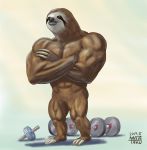 2019 3_fingers 3_toes abs anthro biceps black_fur black_nose brown_eyes brown_fur claws collarbone crossed_arms dumbbell featureless_crotch full-length_portrait fur gradient_background male mammal muscular muscular_male nude pecs pilosan portrait quads semi-anthro simple_background sloth taku toes weights white_fur xenarthran 
