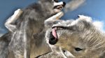 16:9 2019 3d_(artwork) animated canid canine canis digital_media_(artwork) domestic_dog duo female feral feral_on_feral feral_penetrated fur knotting looking_at_viewer lying male male/female male_penetrating mammal on_back on_top open_mouth penetration sex tongue tongue_out trioami260 wolf 