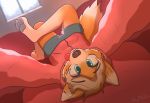  2018 4_toes blue_eyes bulge canid canine canis crossed_legs ear_piercing fur hi_res looking_at_viewer mammal orange_fur pawpads piercing pillow selfie skymafia toes tongue tongue_out window wolf 