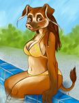  anthro big_breasts bikini breasts caribou_(artist) clothed clothing domestic_pig female looking_at_viewer mammal outside red_river_hog river_pig sitting solo suid suina swimming_pool swimwear 