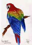  2016 absurd_res akiramenaiamaya ambiguous_gender ara_(genus) avian beak bird blue_feathers branch english_text feathers feral green_feathers hi_res looking_at_viewer looking_back macaw multicolored_feathers neotropical_parrot parrot realistic red_feathers scarlet_macaw signature simple_background solo text traditional_media_(artwork) true_parrot white_background yellow_feathers 
