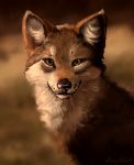  2019 brown_fur canid canine digital_media_(artwork) feral fox fur hi_res looking_at_viewer magenta7 mammal solo 