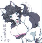  anthro areola areola_slip black_nose blue_eyes breasts canid canine canis domestic_dog eyebrow_through_hair eyebrows female fur grey_fur grey_hair hair husky kemono mammal nipple_outline nordic_sled_dog pink_tongue simple_background solo spitz sususuigi tongue tongue_out translucent translucent_hair white_background white_fur 