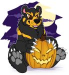  2016 black_fur black_lips citrinelle digital_media_(artwork) feral food fruit fur halloween holidays jack-o&#039;-lantern mammal open_mouth plant pumpkin simple_background sitting smile solo teeth tongue ursid yellow_eyes 