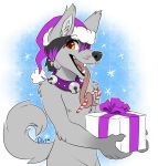  2016 5_fingers anthro bell bell_collar black_lips black_nose canid canine canis citrinelle clothing collar digital_media_(artwork) domestic_dog fur grey_fur hat headgear headwear male mammal nude open_mouth purple_collar simple_background smile solo teeth tongue yellow_eyes 