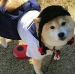  ambiguous_gender bottomwear canid canine canis clothed clothing costume domestic_dog feral fur leash looking_at_viewer low_res mammal outside photo real sailor_uniform shiba_inu skirt source_request spitz unknown_artist 