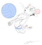  animancer clothing dipodid game_face jerboa jumping luck mammal mouse murid murine panties paws rodent solo sport underwear volleyball 