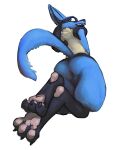 2023 anthro anus big_butt butt claws digitigrade feet fur generation_4_pokemon hi_res low-angle_view lucario male mindkog nintendo nude open_mouth open_smile pawpads perineum pokemon pokemon_(species) simple_background smile solo teeth thick_thighs toe_curl tuft white_background