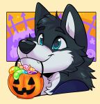 anthro bat_wings blue_body blue_fur candy canid canine canis colby_(husky) dessert domestic_dog ectodrool food fruit fur grey_body hair halloween headshot_portrait holidays husky male mammal membrane_(anatomy) membranous_wings nordic_sled_dog plant portrait pumpkin simple_background solo spitz trick_or_treat wings