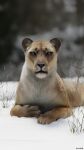 9:16 cave_lion felid female feral fur hi_res inner_ear_fluff julio_lacerda looking_at_viewer mammal pantherine paws photorealism plant realistic snow solo tuft whiskers