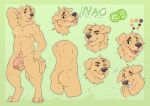 absurd_res anthro baileyx ball balls bird_dog blep butt canid canine canis domestic_dog english_text fangs flaccid fur genitals golden_retriever green_background half-closed_eyes hi_res humanoid_genitalia humanoid_penis hunting_dog male mammal model_sheet nao_o&#039;connor narrowed_eyes neck_tuft nude open_mouth open_smile penis retriever simple_background smile smirk smug smug_face smug_grin solo teeth tennis_ball text tongue tongue_out tuft vein veiny_penis wide_eyed yellow_body yellow_fur