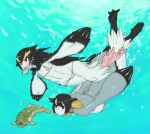  ambiguous_gender animal_humanoid avian avian_humanoid bird black_fur black_hair blonde_highlights blush clothed clothing crested_penguin duo_focus emperor_penguin female female_focus flat_chested fur glistening glistening_hair group hair hair_highlights humanoid namu_gunsou nipple_outline penguin red_eyes skimpy swimming swimwear underwater water white_fur 