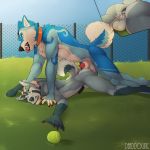  1:1 2018 4_toes 5_fingers animal_genitalia animal_penis anthro anthro_on_anthro anus ball balls bambii_dog blue_fur bodily_fluids butt canid canine canine_penis canis chain-link_fence cirrus_(xp) collar cum cum_in_ass cum_inside domestic_dog duo erection fence fur genital_fluids grass grey_fur hair headgrab hi_res hot_dogging looking_pleasured lying male male/male mammal multicolored_fur multicolored_hair multicolored_tail nimbus_whitetail nude open_mouth outside pawpads paws penis penis_tip smile spread_butt spread_legs spreading toes tongue tongue_out white_fur 
