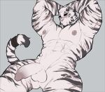  1boy abs animal_ears arknights armpits arms_behind_head arms_up bara blush closed_mouth completely_nude cross_scar english_commentary furry furry_male grey_background highres infection_monitor_(arknights) jcxraf male_focus mountain_(arknights) multiple_scars muscular muscular_male navel nipples nude pectorals penis scar scar_across_eye scar_on_arm scar_on_cheek scar_on_chest scar_on_face scar_on_leg scar_on_stomach tail testicles tiger_boy tiger_ears tiger_stripes tiger_tail 