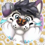 1:1 absurd_res anthro arthropod butterfly canid canine canis daisy_(flower) domestic_dog duo feral flower fur fur_markings hi_res husky hybrid insect lepidopteran male mammal markings monarch_butterfly naoto nordic_sled_dog pattern_background plant simple_background smile solo spitz spring_(season) star_on_eye wolf