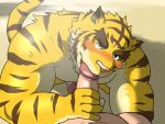  2019 4:3 anthro blush censored felid fur hiroyuki_(morenatsu) human human_on_anthro humanoid_hands humanoid_penis interspecies male male/male mammal morenatsu muscular oral pantherine penis sex tiger torahiko_(morenatsu) unknown_artist yellow_fur 