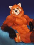 abs ailurid animal_genitalia animal_penis anthro biceps black_nose canine_penis chest_tuft erection fluffy fluffy_tail fur green_eyes half-closed_eyes hi_res knot looking_at_viewer male mammal muscular muscular_male neck_tuft nude orange_fur pecs penis reclining red_panda sitting smile solo teasfox tuft 