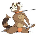  2018 absurd_res anthro bdsm bondage bound brown_fur bulge claws clothing collar digital_media_(artwork) fur guardians_of_the_galaxy handcuffs haps hi_res leash male mammal marvel navel nipples procyonid raccoon rocket_raccoon shackles simple_background solo submissive submissive_male teeth thong underwear 