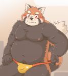  2019 ailurid anthro belly blush bodily_fluids bulge clothing hi_res kota&acute; male mammal moobs navel nipples overweight overweight_male red_panda simple_background solo sweat underwear 