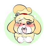  1:1 2017 animal_crossing anthro blush bodily_fluids breasts canid canine canis chest_tuft cum cum_on_face domestic_dog female fur genital_fluids hair isabelle_(animal_crossing) mammal nintendo nipples nude one_eye_closed open_mouth shih_tzu simple_background solo tongue tongue_out toy_dog tuft vallycuts video_games yellow_fur 