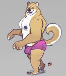  2019 anthro black_nose bulge butt canid canine canis clothing domestic_dog humanoid_hands male mammal minedoo moobs nipples shiba_inu simple_background solo spitz tongue tongue_out underwear 