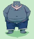  2019 anthro belly blue_fur bottomwear clothing flaccid fur humanoid_hands humanoid_penis male mammal moobs navel nipples overweight overweight_male penis shorts simple_background solo totemoii_029 ursid 