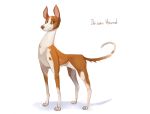  2019 antanariva brown_fur brown_nose canid canine canis domestic_dog feral fur mammal paws simple_background solo standing white_background 