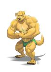  anthro big_muscles bird_dog black_claws black_nose canid canine canis claws clothed clothing domestic_dog flexing fur furrybob golden_retriever green_eyes hi_res hunting_dog looking_at_viewer male mammal muscular muscular_male nipples pink_nipples retriever simple_background solo speedo standing swimwear topless veiny_muscles yellow_fur 