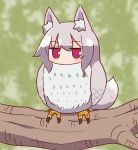  1girl animal_ear_fluff animal_ears animal_request animalization bangs bird blurry blurry_background blush depth_of_field eyebrows_visible_through_hair fox_ears fox_girl fox_tail grey_hair hair_between_eyes highres in_tree kemomimi-chan_(naga_u) long_hair looking_at_viewer naga_u northern_white-faced_owl original red_eyes sidelocks solo tail tree 