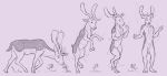  anthro antlers cervid cervine cloven_hooves fallow_deer feral feral_to_anthro flower fur hi_res hooves horn lord_magicpants male mammal monochrome nude plant sequence solo standing transformation 