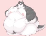  anthro belly big_belly black_fur blush canid canine canis clothed clothing domestic_dog fur hand_on_stomach holyrevenant husky love_handles male mammal moobs navel nipples nordic_sled_dog obese obese_male open_mouth open_smile overweight overweight_male pink_background simple_background smile solo spitz thick_thighs topless white_fur 