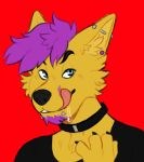  2019 anthro bodily_fluids bubblegumboi canid canine canis clothed clothing digital_media_(artwork) dingo fox fully_clothed fur hair hi_res hybrid looking_at_viewer male mammal naughty_face purple_hair saliva short_hair solo tongue tongue_out toony varu yellow_fur 