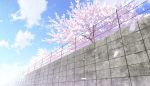  blue_sky cherry_blossoms cloud day fence flower mocha_(cotton) no_humans original outdoors petals pink_flower scenery sky tree wall 