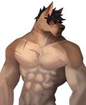  abs anthro canid canine hair harufeng hi_res male mammal muscular muscular_male nipples nude pecs scar simple_background solo white_background 