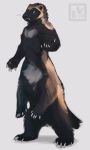  2019 5_fingers 5_toes animal_shapes anthro black_fur black_tail brown_fur claws digital_media_(artwork) fangs fingers full-length_portrait fur grey_fur hi_res male mammal mammal_taur multicolored_fur mustelid mustelid_taur musteline nude portrait quadruped signature simple_background solo standing taur toes white_background wolverine 