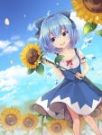  1girl :d absurdres ahoge bangs blue_eyes blue_hair blue_skirt blue_sky cirno cloud collarbone commentary_request day eyebrows_visible_through_hair feet_out_of_frame field flower flower_field frills hair_between_eyes hand_up high-waist_skirt highres holding holding_flower ice ice_wings looking_to_the_side open_mouth outdoors petals puffy_short_sleeves puffy_sleeves red_ribbon ribbon ruhika short_hair short_sleeves skirt sky smile solo standing sunflower touhou wings 