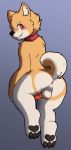  animal_genitalia animal_penis anthro anus balls blush canid canine canine_penis canis collar domestic_dog hi_res hindpaw ketei ketei_(character) knot looking_at_viewer looking_back male mammal nude paws penis shiba_inu simple_background solo spitz 