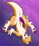  animal_genitalia animal_penis anthro anus canid canine canis domestic_dog genital_slit handpaw herding_dog hi_res hindpaw ketei looking_at_viewer male mammal pastoral_dog pawpads paws penis purple_pawpads simple_background slit solo spread_legs spreading tapering_penis welsh_corgi 