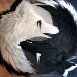  1:1 2018 abstract better_version_at_source black_fur canid canine canis fur hi_res mammal rhythmpopfox white_fur wolf yin_yang 