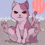  animal_crossing blush bob_the_cat cat feline felyne feral hermitaur japanese_text low_res male mammal monster_hunter nintendo penis solo text translation_request unknown_artist video_games 