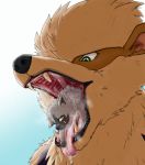  amber_eyes arcanine artca9 canine close-up drooling fangs feral fur green_eyes mammal nintendo open_maw oral_vore pok&eacute;mon pok&eacute;mon_(species) poochyena saliva teeth tongue tongue_out video_games vore 