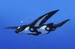  2011 ambiguous_gender blue_eyes cetacean delphinoid digital_media_(artwork) feral fin hybrid katie_hofgard lutrine mammal marine mustelid oceanic_dolphin orca solo toothed_whale underwater water 