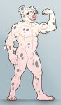  albino canid canine canis dalmatian domestic_dog fisis flexing hi_res male mammal musclefur musclegut muscular muscular_male 