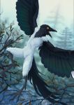  2019 ambiguous_gender anthro black_feathers day detailed detailed_background digital_media_(artwork) feathers featureless_chest featureless_crotch flying forest hi_res kreittis looking_at_viewer magpie_(disambiguation) nature nude open_mouth outside shiroashi sky solo talons tree white_feathers winged_arms wings 